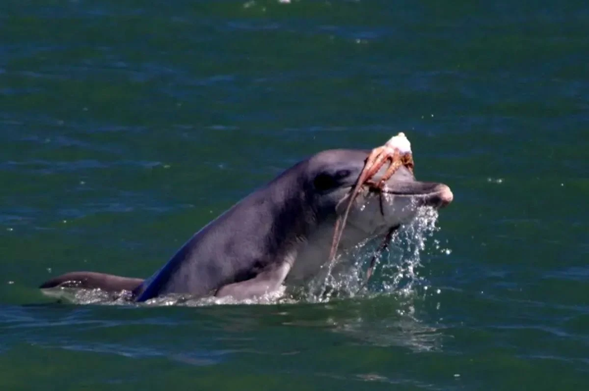 خبر جدید | فشن‌‌شوی بامزه دلفین‌‌ها در اقیانوس که شما را می‌خنداند