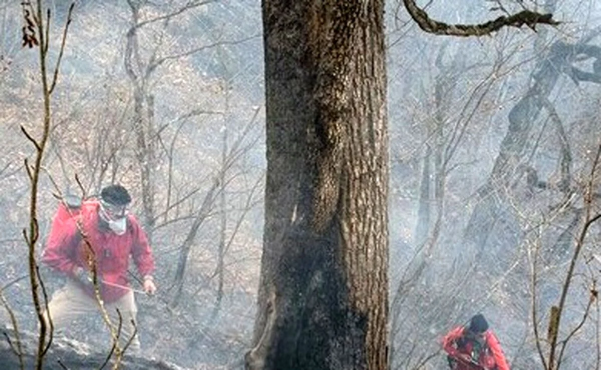 مهار ۹۵درصدی آتشسوزی جنگلهای الیت مهار ۹۵درصدی آتشسوزی جنگلهای الیت