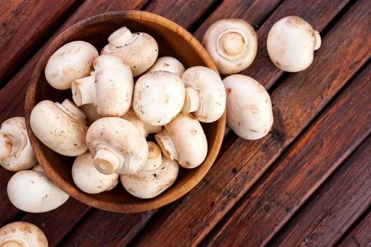 2025-11-27_07-17-36_174672-meylesokhan-ir photo_2025-11-27_01-37-16