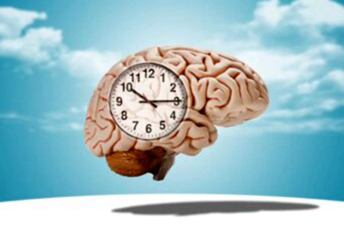 شوک علمی: مغز انسان تا ۳۲ سالگی کامل نمی‌شود