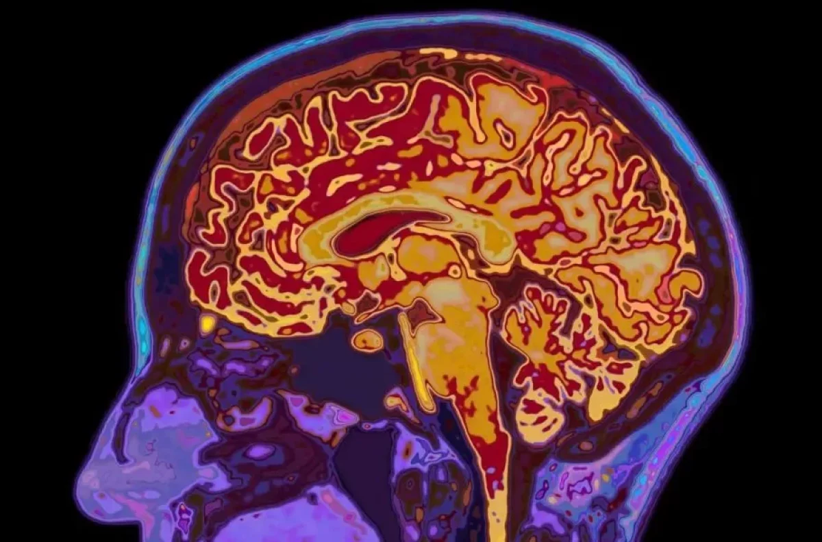 2025-11-29_15-15-33_365533-meylesokhan-ir human-brain-development-five-eras-adulthood-starts-30s-۱-910x600.jpeg