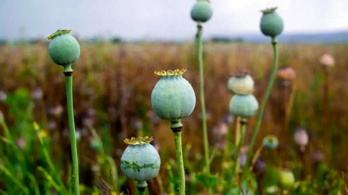 مصرفکنندگان تریاک هم یارانه سنگین میگیرند! مصرفکنندگان تریاک هم یارانه سنگین میگیرند!