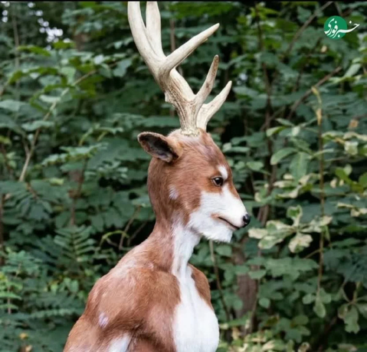 تراژدی عجیب در آمریکا؛ انسانِ شبیه گوزن کشته شد+عکس تراژدی عجیب در آمریکا؛ انسانِ شبیه گوزن کشته شد+عکس