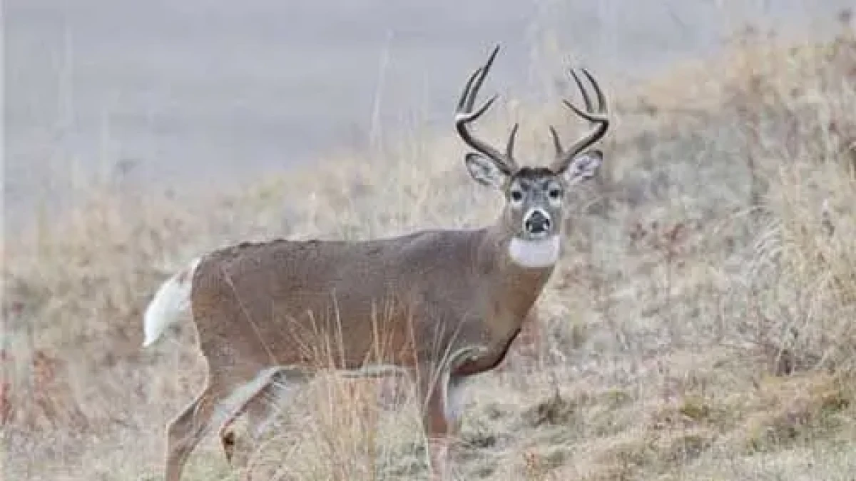 تراژدی عجیب در آمریکا؛ انسانِ شبیه گوزن کشته شد+عکس تراژدی عجیب در آمریکا؛ انسانِ شبیه گوزن کشته شد+عکس