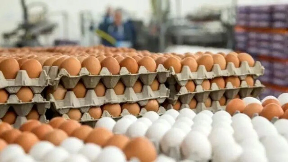 2025-12-02_14-17-53_577034-meylesokhan-ir 12