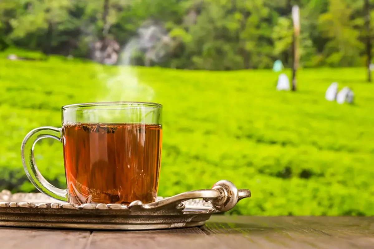 نوشیدن چای چه تاثیری روی جذب آهن میگذارد؟ نوشیدن چای چه تاثیری روی جذب آهن میگذارد؟