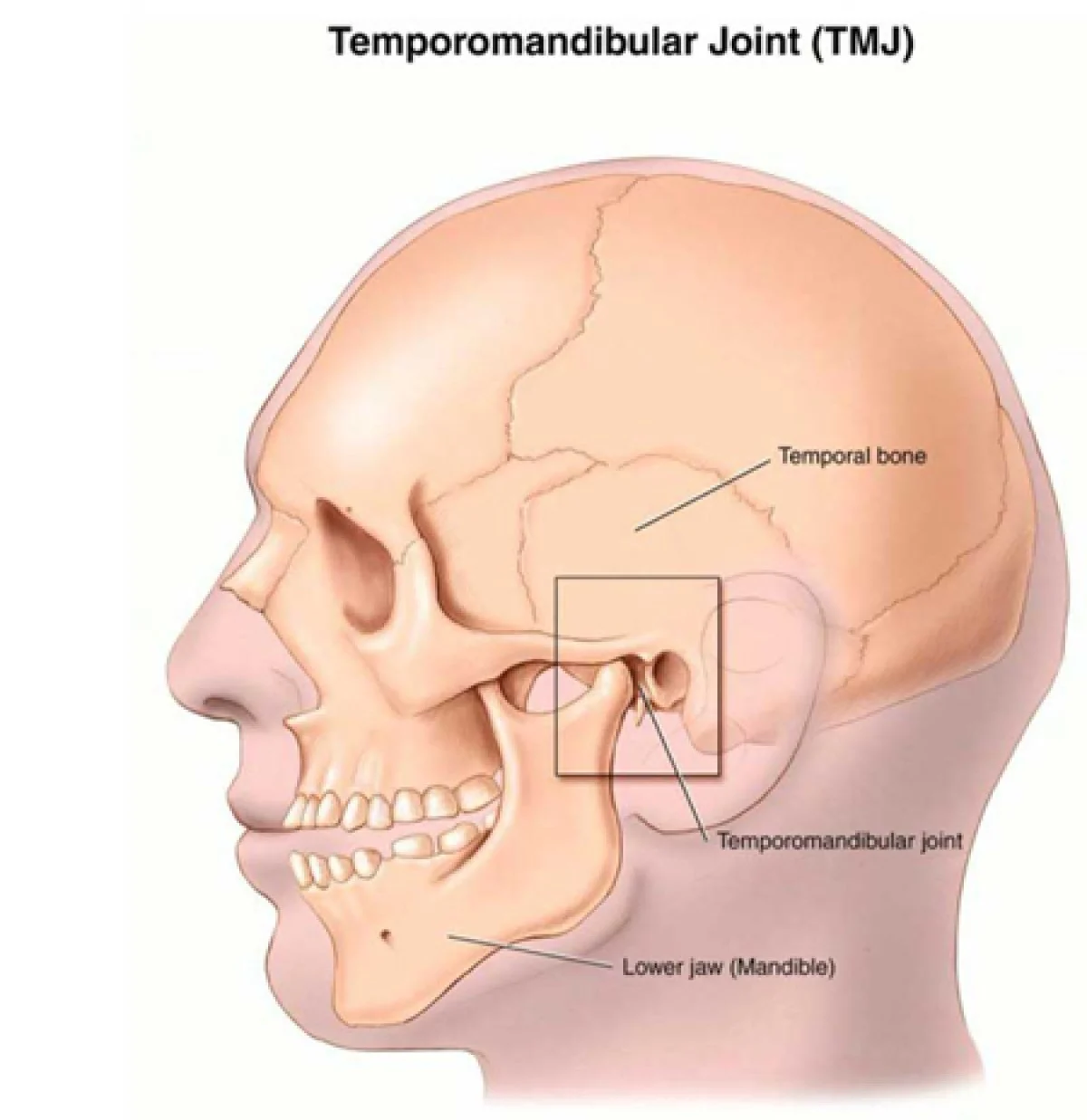 2025-12-03_18-42-47_971173-meylesokhan-ir علت به وجود آمدن ناهنجاریهای فک