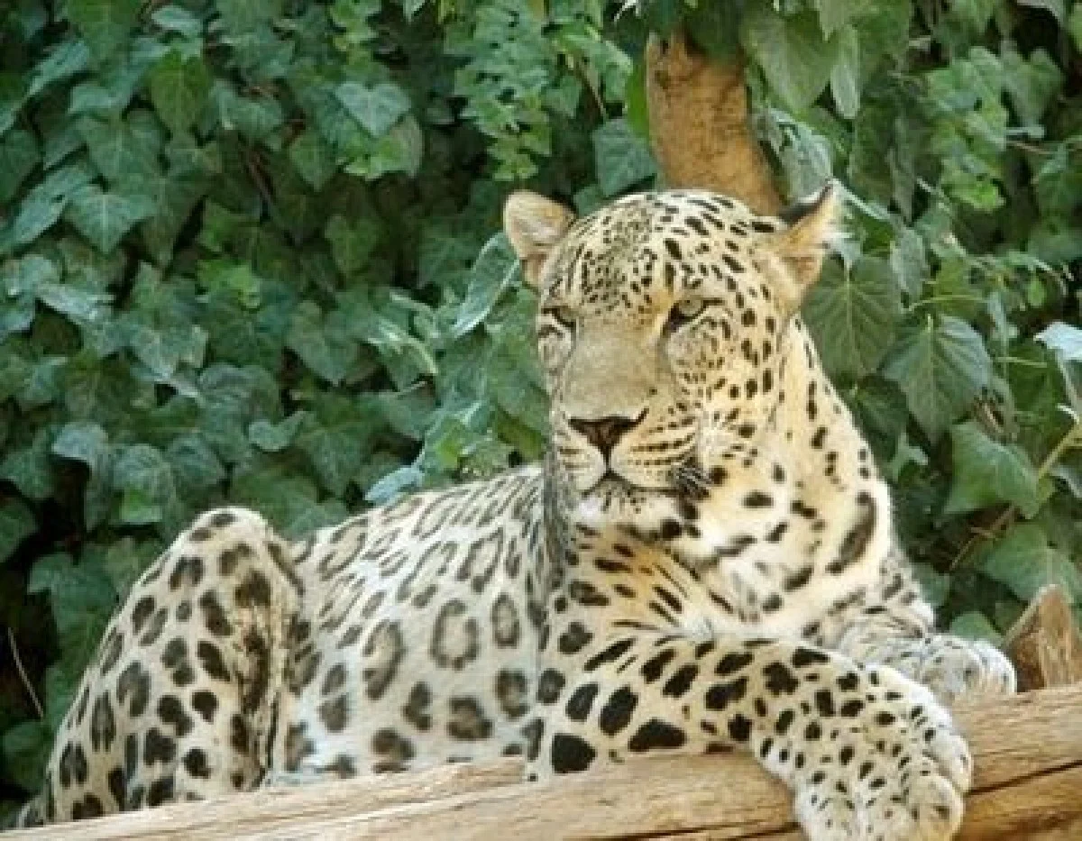 ویدیوی بیسابقه از چهار پلنگ ایرانی در سوادکوه منتشر شد! ویدیوی بیسابقه از چهار پلنگ ایرانی در سوادکوه منتشر شد!