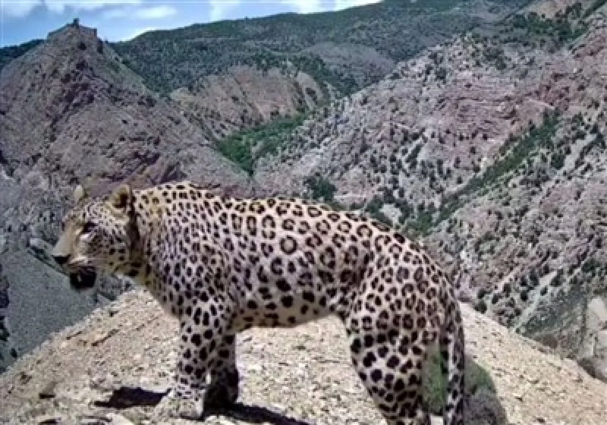 ویدیوی بیسابقه از چهار پلنگ ایرانی در سوادکوه منتشر شد! ویدیوی بیسابقه از چهار پلنگ ایرانی در سوادکوه منتشر شد!