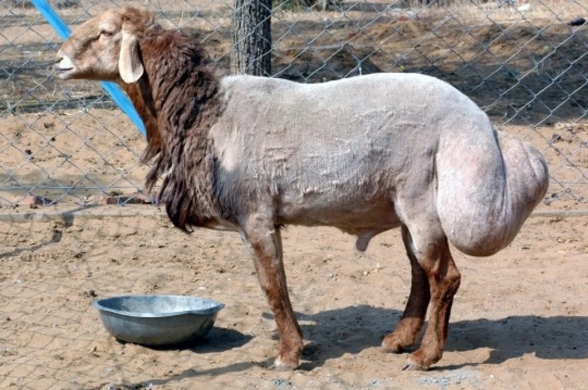 رد رسمی وزارت بهداشت: دنبه گوسفندی نهتنها چربی شکم را کاهش نمیدهد، بلکه آن را افزایش میدهد رد رسمی وزارت بهداشت: دنبه گوسفندی نهتنها چربی شکم را کاهش نمیدهد، بلکه آن را افزایش میدهد