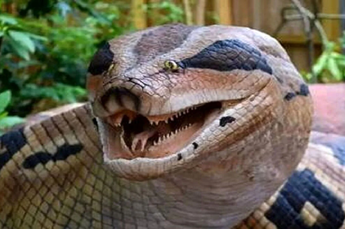 آناکوندای ۶ متری واقعاً پیدا شد!