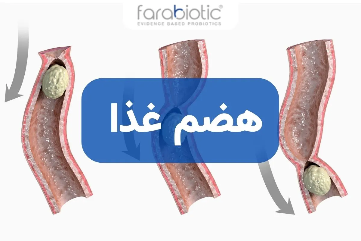 زمان هضم هر خوراکی در معده چقدر است؟ | جدول علمی کامل هضم غذا